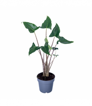 Alocasia