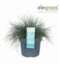 Festuca