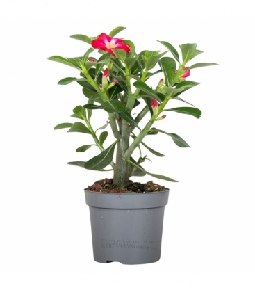 Adenium