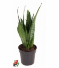 Sansevieria
