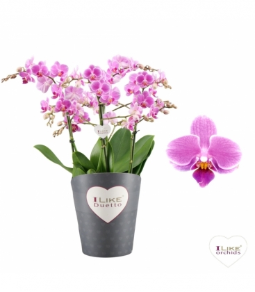 Phalaenopsis