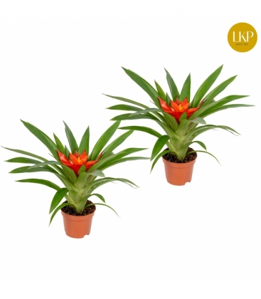 Guzmania