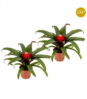 Guzmania