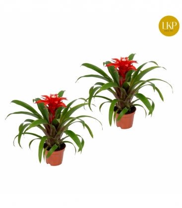 Guzmania