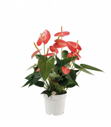 Anthurium