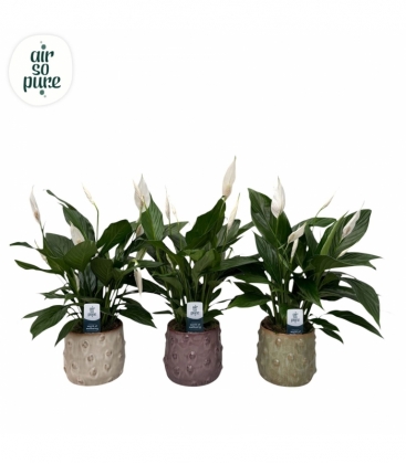 Spathiphyllum