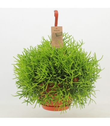 Rhipsalis