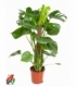 Monstera