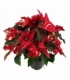 Poinsettia