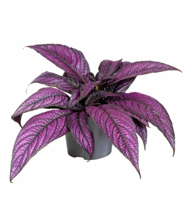 Strobilanthes
