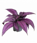 Strobilanthes