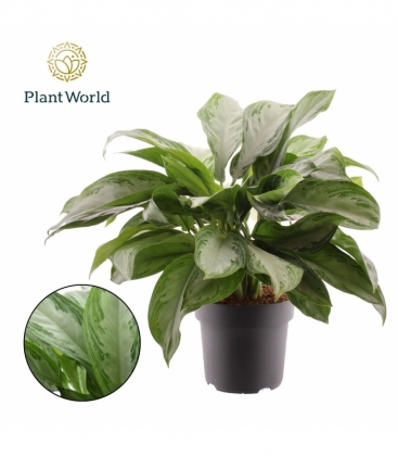 Aglaonema