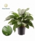 Aglaonema