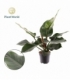 Philodendron