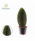 Sansevieria