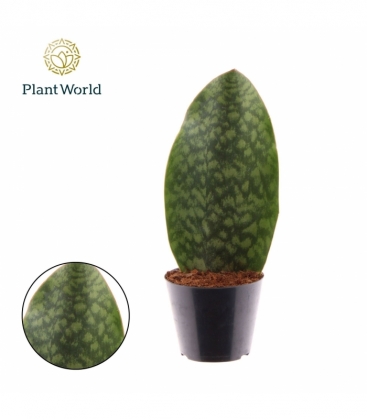 Sansevieria