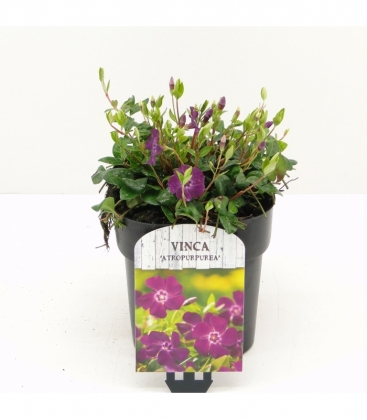 Vinca
