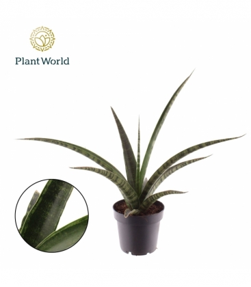 Sansevieria
