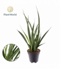Sansevieria