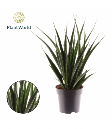 Sansevieria