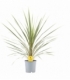 Cordyline