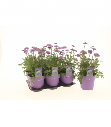 Scabiosa
