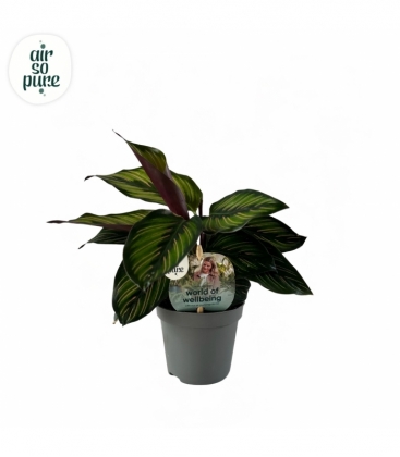 Calathea