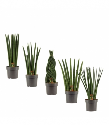 Sansevieria