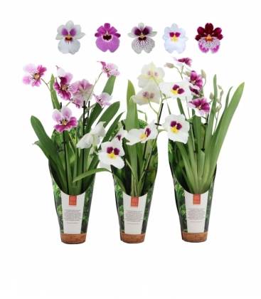 Miltonia