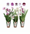 Miltonia
