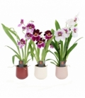 Miltonia