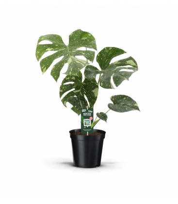 Monstera