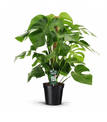 Monstera