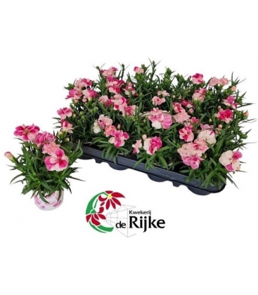 Dianthus
