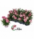 Dianthus