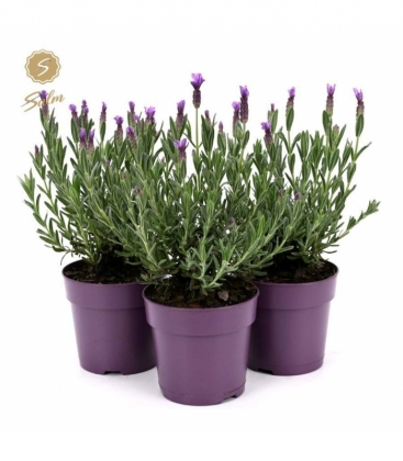 Lavandula