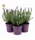 Lavandula