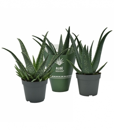 Aloe