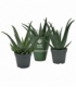 Aloe