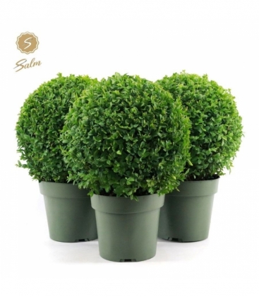 Buxus