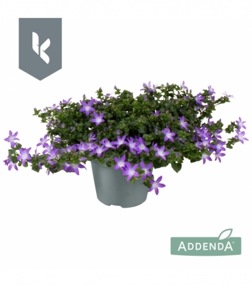 Campanula