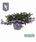 Campanula