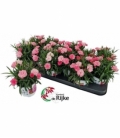 Dianthus
