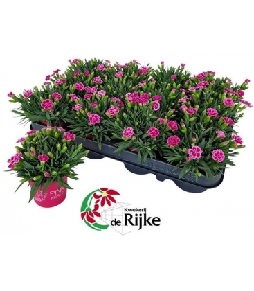 Dianthus