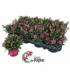 Dianthus