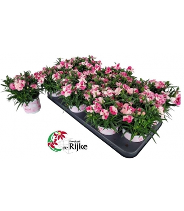 Dianthus
