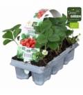 Fragaria