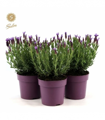 Lavandula