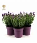 Lavandula