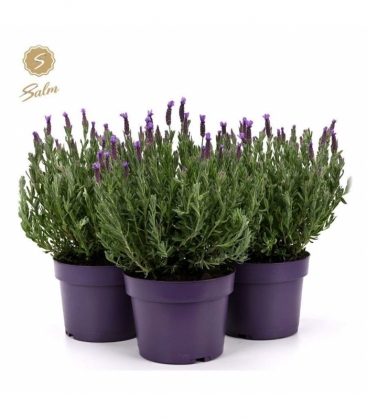 Lavandula
